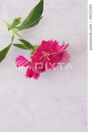 fringed pink, dianthus, green leaf 3031565