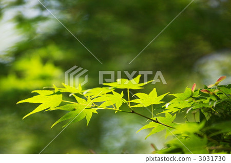 Fresh green Fresh green 3031730