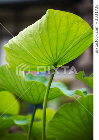 荷葉 荷葉 3031738
