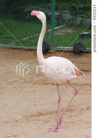 Flamingo. 3032015