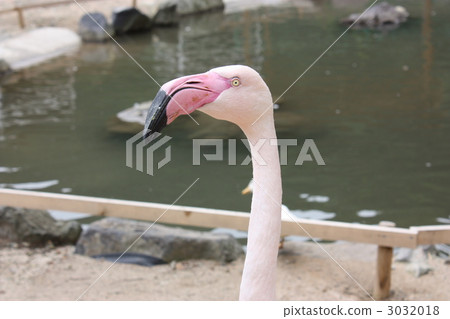 Flamingo. 3032018
