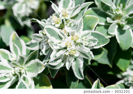 大戟（第一場雪草） 3032101