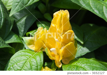 Pakistakis Lutia 3032127