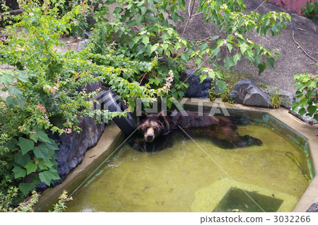 bear 3032266