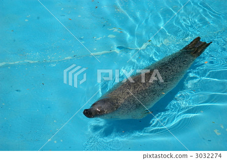 芝麻海游泳感覺舒適 3032274