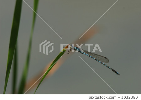 Hosomiotsunentonbo♂ Hosomiotsunentonbo♂ 3032380