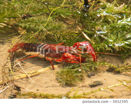 crayfish crayfish 3032395