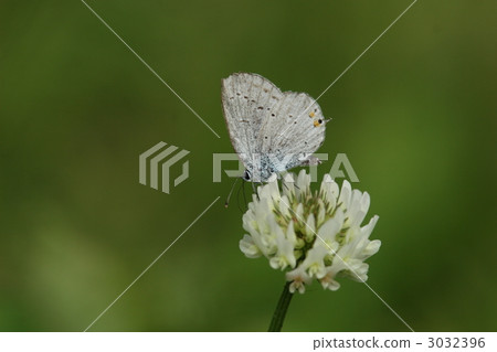 Swallowtail swallowtail to be absorbed in white clover Swallowtail swallowtail to be absorbed in white clover 3032396