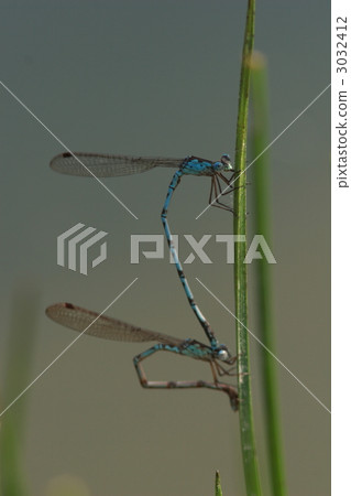 Hosho的產卵 3032412