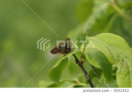 Ichimon dieselis 3032422