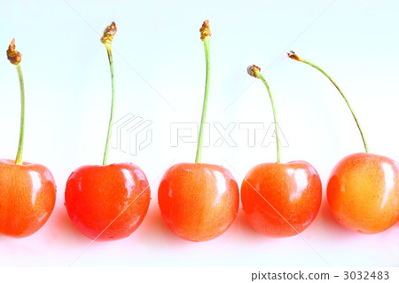 satonishiki cherry, cherries, cherry 3032483