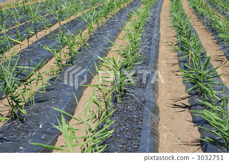 Ginger field 3032751