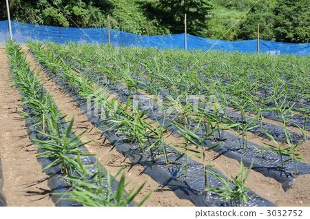 Ginger field 3032752
