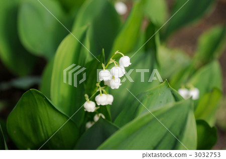 Lily of the valley 3032753