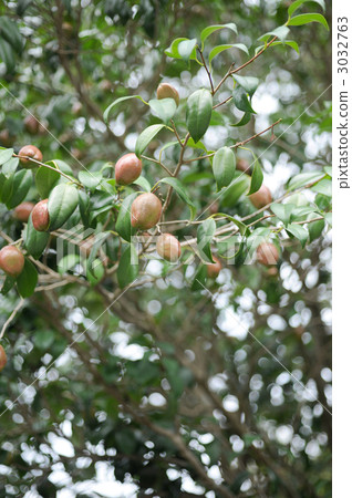 Camellia seeds 3032763