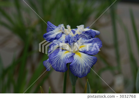 Iris iris universe 3032768