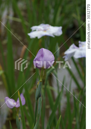 Iris goby jade lotus 3032770