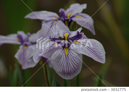 The ancient times of the iris Godai The ancient times of the iris Godai 3032775