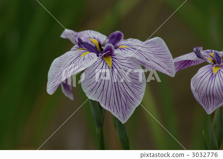 The ancient times of the iris Godai The ancient times of the iris Godai 3032776
