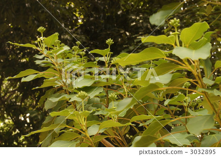 隱形斗篷 3032895