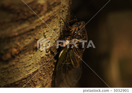 仲夏午後 仲夏午後 3032901