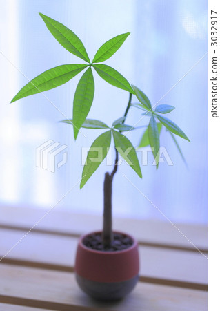 pachira, foliage plant, fresh leafe 3032917