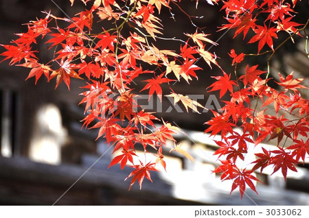 Yokodoji在秋天 3033062