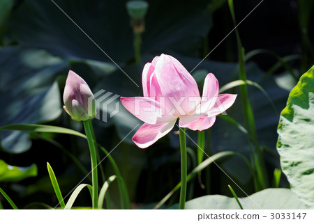 盛開的蓮花和芽開始 3033147