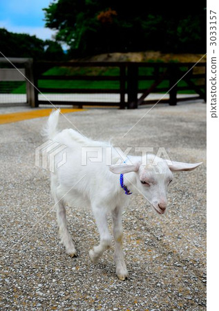 Toguchi kid goats desertion Toguchi kid goats desertion 3033157