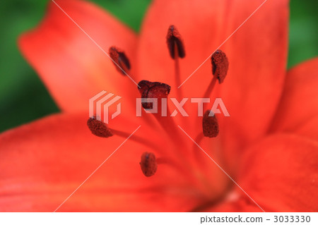 百合 百合花 莉莉 3033330
