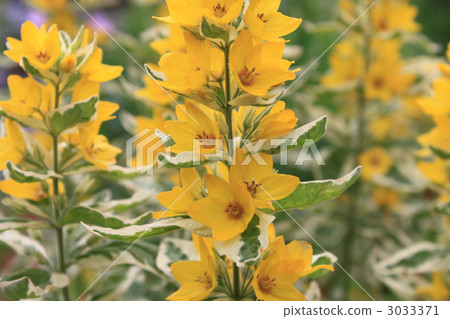 petal, petals, flower petals 3033371