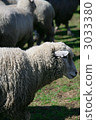 綿羊 牲畜 家畜 3033380