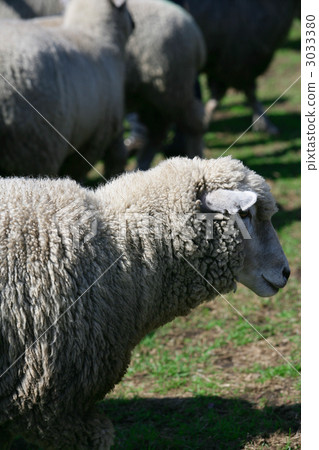 綿羊 牲畜 家畜 3033380