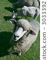 綿羊 動物 牲畜 3033392