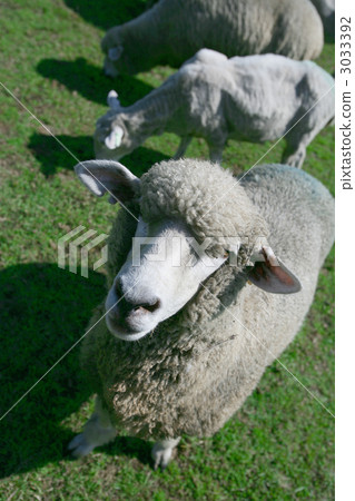 綿羊 動物 牲畜 3033392