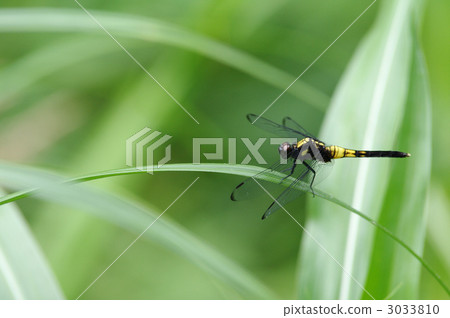 白尾灰蜻 白尾笊籬 昆蟲 3033810