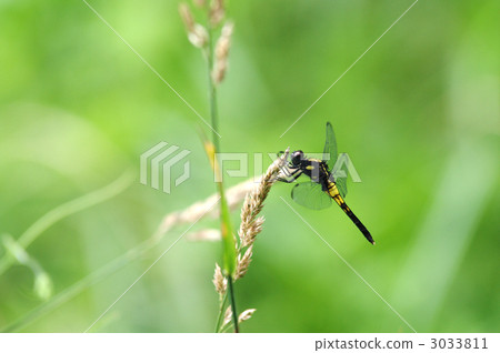 白尾灰蜻 白尾笊籬 昆蟲 3033811