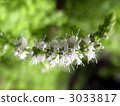 Mentha flower 3033817