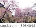 Cherry blossoms of Kyoto Prefectural Government Office 3034048