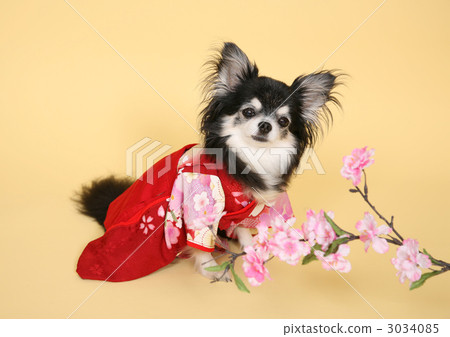 入學典禮 3034085