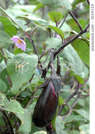 茄子種子 3034159