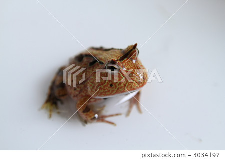 Amazon Tuna fish 3034197