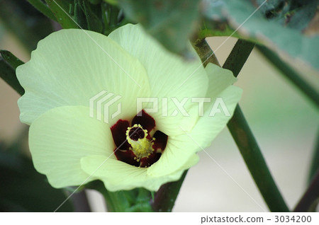 秋葵的花 3034200