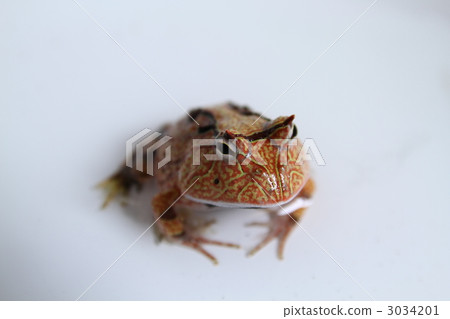 亞馬遜金槍魚 3034201