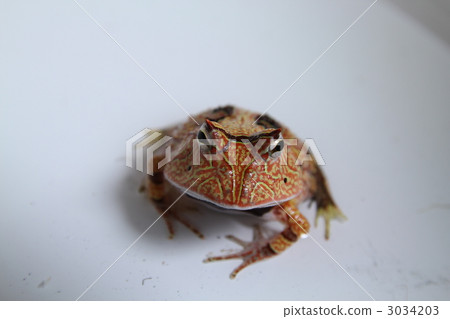 亞馬遜金槍魚 3034203