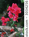 bougainvillea, bougainvillaea, Red Flower 3034256