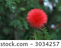 mimosa, mimosa pudica, Red Flower 3034257