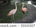 火烈鳥夫婦 3034307