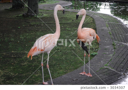 火烈鳥夫婦 火烈鳥夫婦 3034307