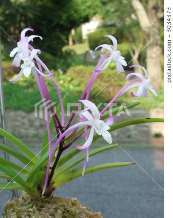 風蘭花 風蘭花 3034373